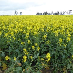 BIDGEE TT PONCSALT KG CANOLA