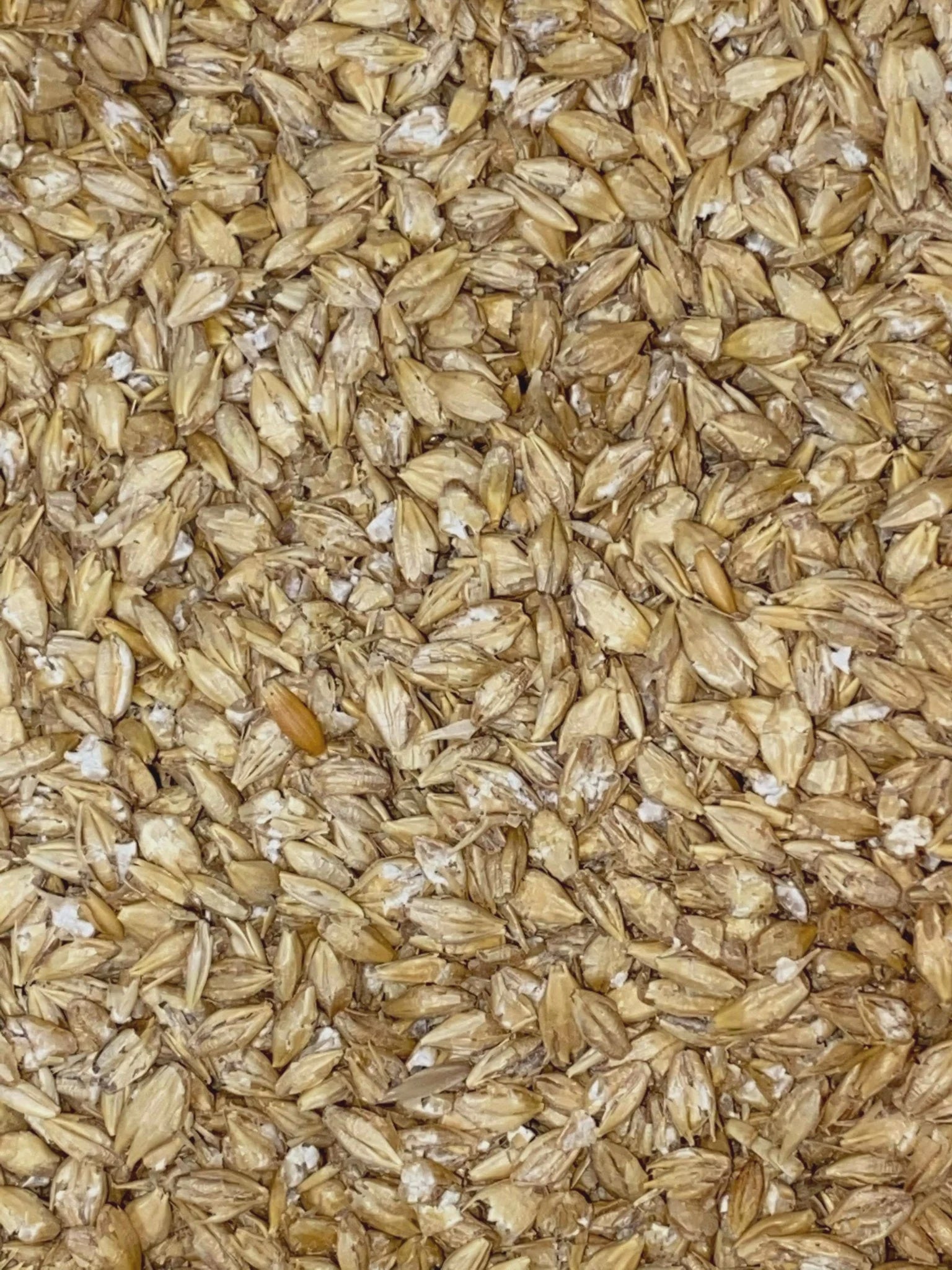 BARLEY STEAM ROLLED 20KG