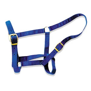 HALTER HORSE FULL
